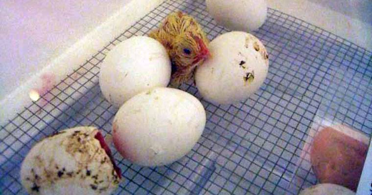 chicks hatching
