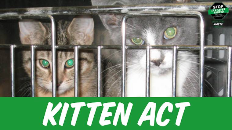 Kitten Slaughterhouse ad