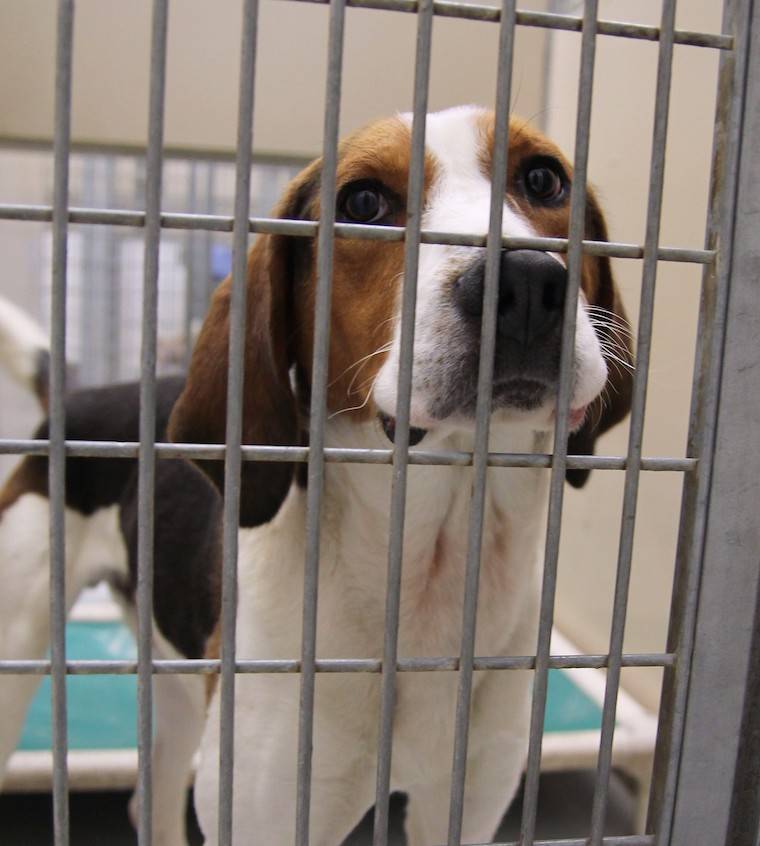 caged Beagle