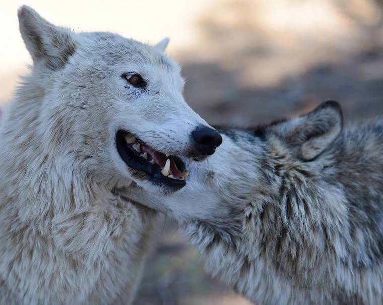 Wolves