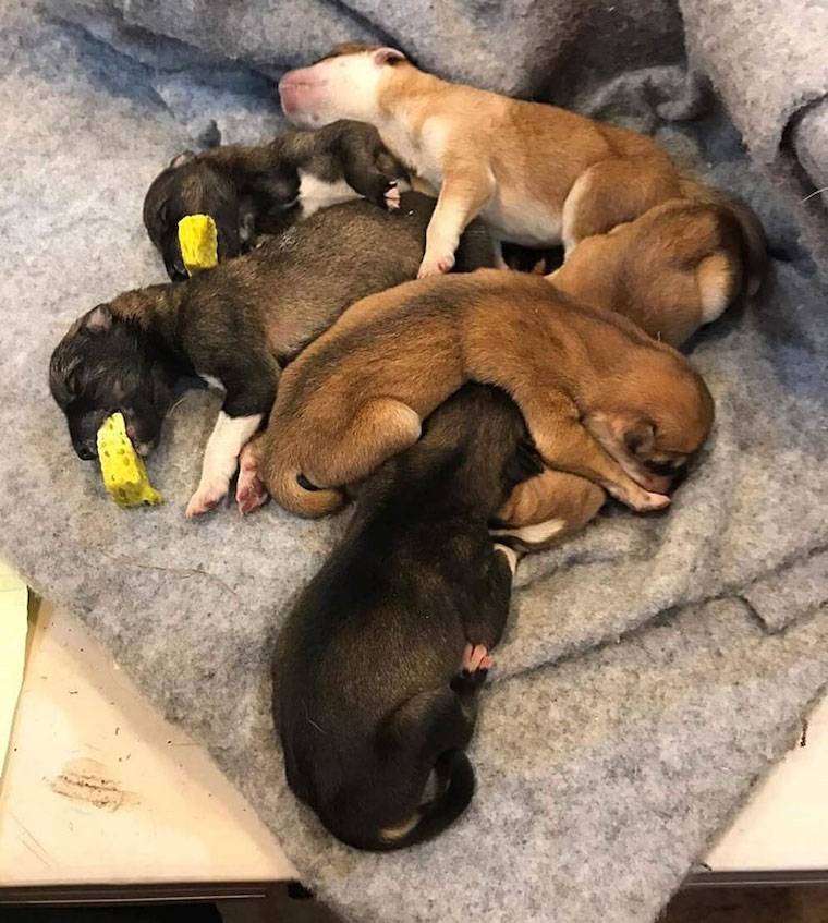 Husky puppies
