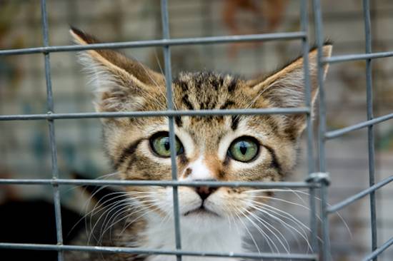 caged Cat