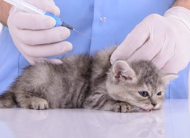 injecting Kitten