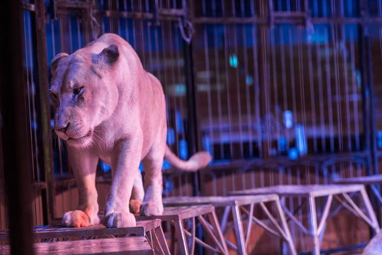 circus Lion