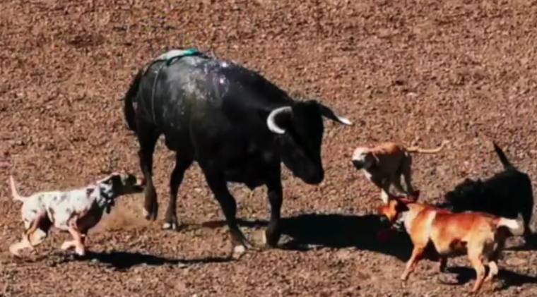 bull-dog rodeo fights