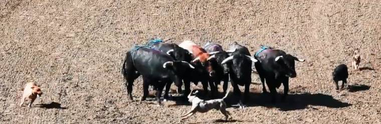 bulls and dogs