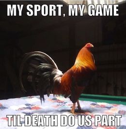cockfighting