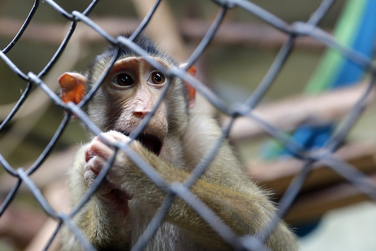 caged Macaque