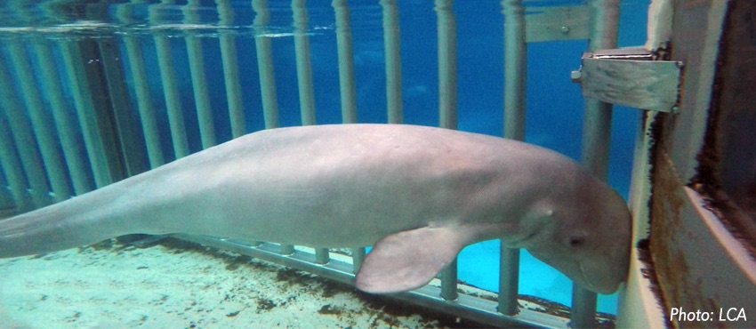 captive Beluga Whale
