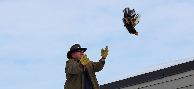 chicken toss
