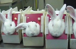 Rabbits in stocks