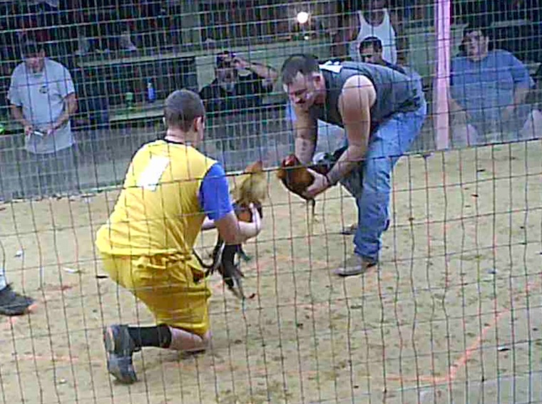 Cockfighting