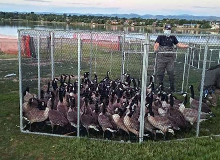 Canada Geese roundup