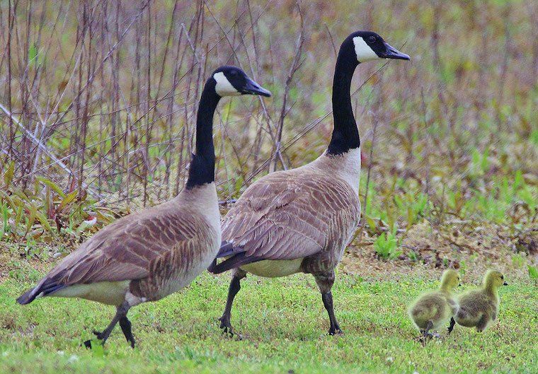 Canada Geese