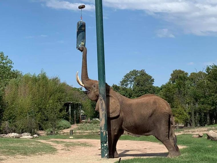 zoo Elephant
