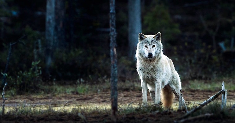 Wolf