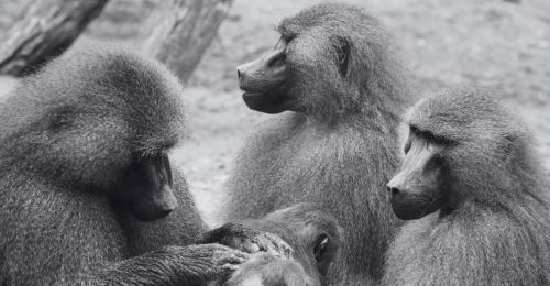baboons