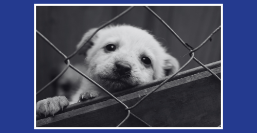image of caged puppy