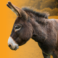 donkey