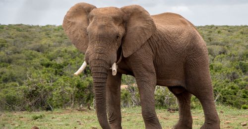 elephant