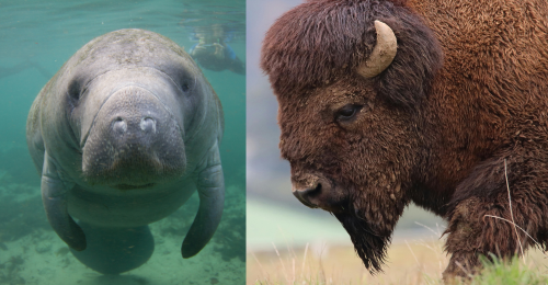 manatee and bison