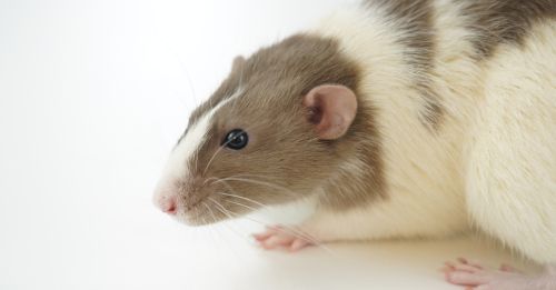 rat