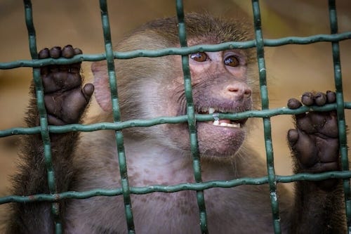 caged Baboon