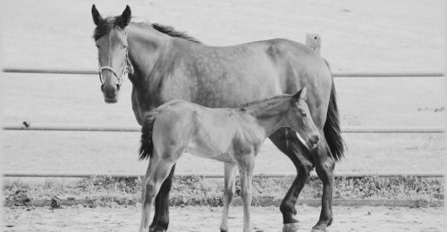 horses