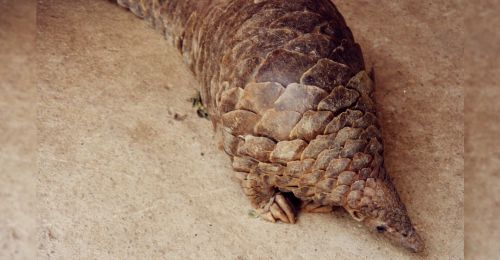 pangolin
