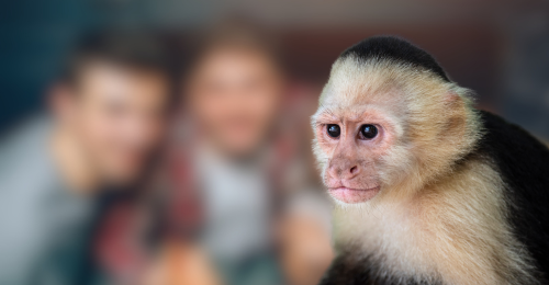capuchin monkey
