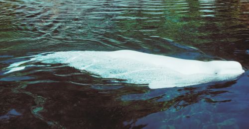 beluga
