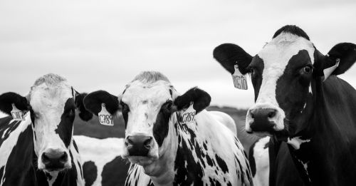 cows