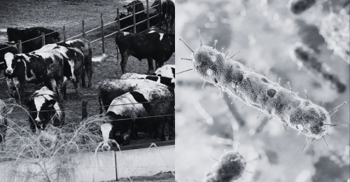 cows and microbe