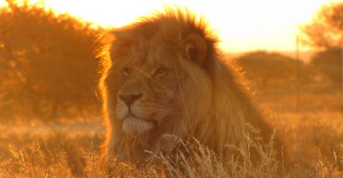 lion in sunset