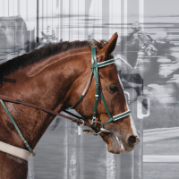 horse and horse racing imagery