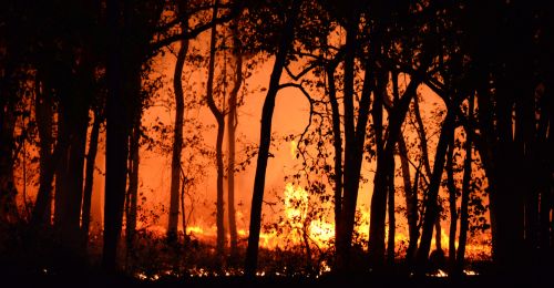 wildfire