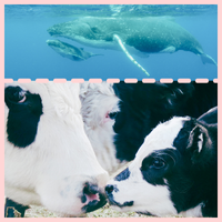 cow and whale with calves