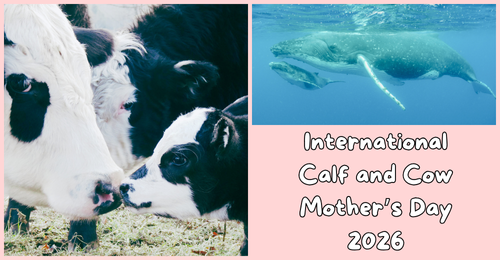 text and cow and whale with calves