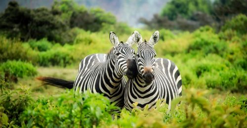 zebras