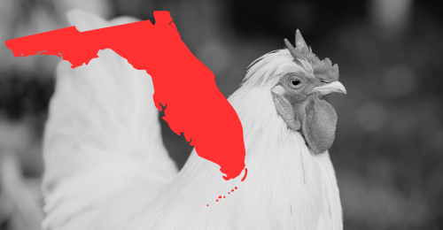 chicken and Florida
