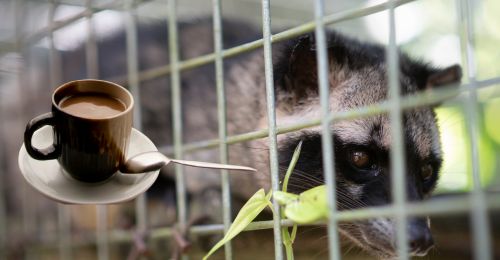 civet cat and coffee