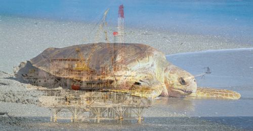 image of offshore oil rig and sea turtle