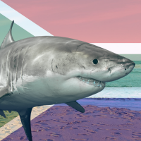 shark, beach, and flag of South Africa