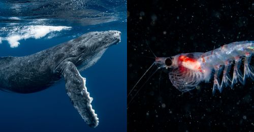 whale and krill