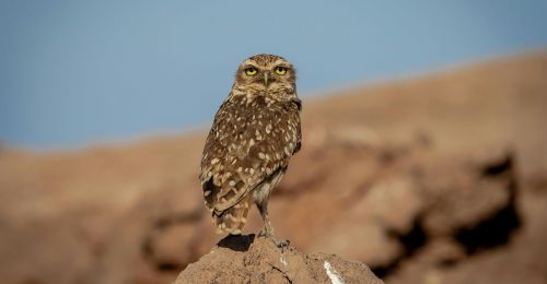 burrowing owl
