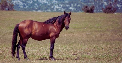 horse