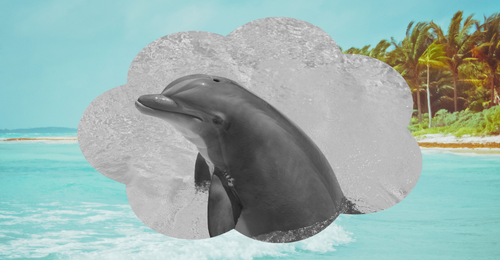 dolphin and beach