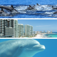 dolphins and Mexican beach
