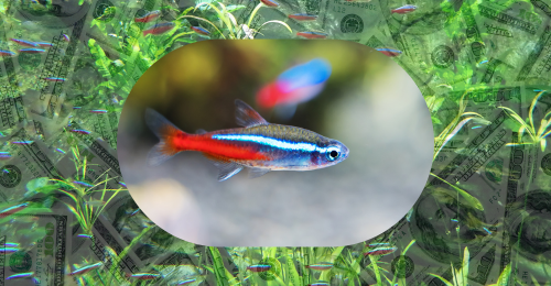 tetra fish