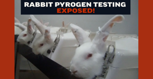 LCA rabbit pyrogen testing exposed image